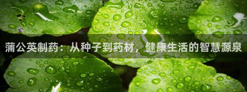 9游会老哥：蒲公英制药：从种子到药材，健康生活的智慧源泉